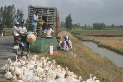 Nguy cơ lây lan rất cao từ dịch cúm gia cầm